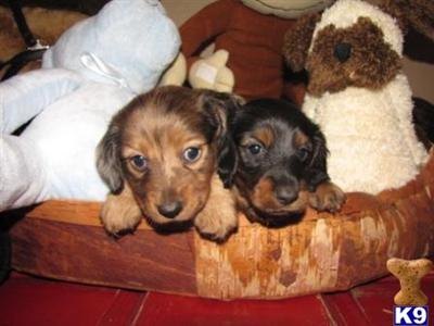 Dachshund Puppies in TX